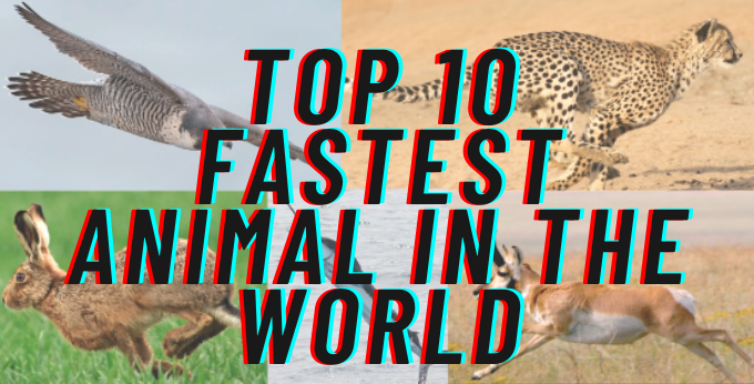 Top 10 fastest animal